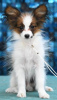 Photo №1. papillon dog - for sale in the city of Москва | 345$ | Announcement № 33086