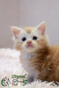 Photo №2 to announcement № 15480 for the sale of maine coon - buy in Russian Federation private announcement, from nursery, breeder