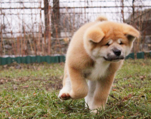 Photo №4. I will sell akita in the city of Киев. from nursery - price - 350$