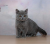 Photo №1. british shorthair - for sale in the city of Drama | 370$ | Announcement № 65078