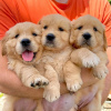 Photo №1. golden retriever - for sale in the city of Lugano | 500$ | Announcement № 13364