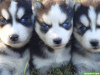 Photo №1. siberian husky - for sale in the city of Beresje | negotiated | Announcement № 64989