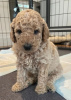 Photo №1. non-pedigree dogs - for sale in the city of Topeka | 875$ | Announcement № 66764