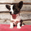 Photo №4. I will sell welsh corgi in the city of Лида. private announcement - price - 1565$
