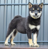 Additional photos: Shiba Inu puppies