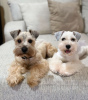 Photo №2 to announcement № 124955 for the sale of schnauzer - buy in Russian Federation breeder