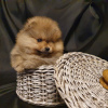 Photo №1. pomeranian - for sale in the city of Brest | 1522$ | Announcement № 8689