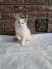 Photo №4. I will sell ragdoll in the city of Сквира. from nursery, breeder - price - 375$