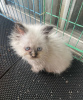 Photo №2 to announcement № 103827 for the sale of ragdoll - buy in Germany private announcement, from nursery