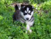 Photo №3. Gorgeous Siberian Husky Puppies. United States