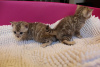 Photo №3. Lovely Bengal Cats kittens for Adoption in Germany. Germany