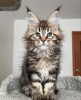 Photo №2 to announcement № 116192 for the sale of maine coon - buy in Switzerland from nursery