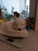 Additional photos: Sale of purebred Samoyed puppies