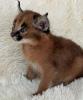 Photo №2 to announcement № 99581 for the sale of caracal - buy in United States private announcement, from nursery, from the shelter