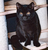 Additional photos: british shorthair cat