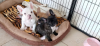 Photo №2 to announcement № 117889 for the sale of french bulldog - buy in Germany private announcement