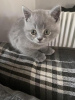 Photo №1. british shorthair - for sale in the city of Wiesbaden | 370$ | Announcement № 119428