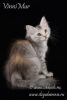Photo №1. siberian cat - for sale in the city of St. Petersburg | negotiated | Announcement № 68533