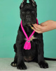 Photo №2 to announcement № 62402 for the sale of cane corso - buy in Russian Federation private announcement