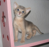Photo №1. abyssinian cat - for sale in the city of Kobrin | 500$ | Announcement № 18058