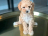 Photo №2 to announcement № 121732 for the sale of poodle (toy) - buy in Poland breeder