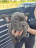 Additional photos: french bulldog puppies for sale