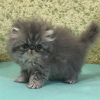 Photo №1. persian cat - for sale in the city of Chora | 370$ | Announcement № 65083