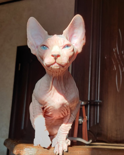 Photo №2 to announcement № 4168 for the sale of sphynx-katze - buy in Ukraine from nursery
