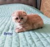 Additional photos: Scottish fold kittens