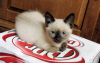Photo №1. siamese cat - for sale in the city of Reykjavík | 300$ | Announcement № 57212