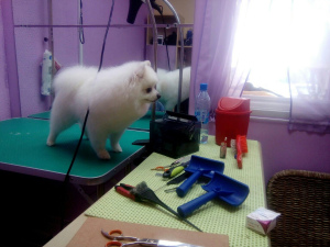 Additional photos: Grooming in Perm