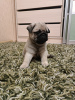 Photo №3. Pug puppies. Moldova