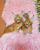 Additional photos: caracal and caracat kittens available