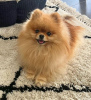 Photo №2 to announcement № 77769 for the sale of pomeranian - buy in Poland private announcement