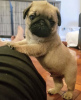 Photo №1. pug - for sale in the city of Split | Is free | Announcement № 101974
