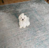 Additional photos: original maltese terrier