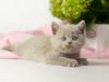 Photo №1. british shorthair - for sale in the city of Garmisch-Partenkirchen | negotiated | Announcement № 125401