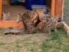 Photo №1. savannah cat - for sale in the city of Strasbourg | 2113$ | Announcement № 99555