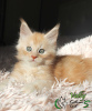 Photo №3. Maine Coon boy with documents. Russian Federation