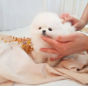 Photo №1. pomeranian - for sale in the city of Reykjavík | negotiated | Announcement № 105961