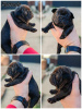 Additional photos: French bulldog puppies