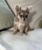 Photo №2 to announcement № 98467 for the sale of chihuahua - buy in Germany private announcement, from nursery, from the shelter, breeder