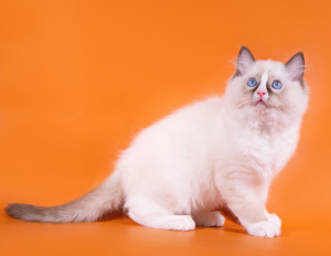 Additional photos: Ragdoll kittens for sale from the cattery & quot; Yesragdoll & quot;