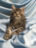 Photo №1. maine coon - for sale in the city of Chelyabinsk | 408$ | Announcement № 8618