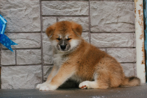 Photo №2 to announcement № 3967 for the sale of akita - buy in Russian Federation private announcement