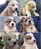 Photo №2 to announcement № 17030 for the sale of central asian shepherd dog - buy in Ukraine from nursery