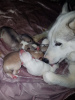 Photo №2 to announcement № 81673 for the sale of siberian husky - buy in Germany private announcement, from nursery