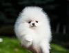 Photo №3. pomeranian. Germany