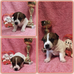 Photo №1. jack russell terrier - for sale in the city of St. Petersburg | Negotiated | Announcement № 1262