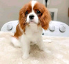 Photo №1. cavalier king charles spaniel - for sale in the city of Helsinki | 423$ | Announcement № 113000